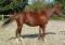 cheval300