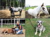 Mon animal pr&eacute;f&eacute;r&eacute;