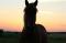 Capt&deg;Horse