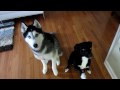 Petit chien husky