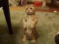 le vrai chat bott&eacute; dans shrek!!!