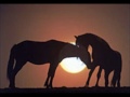 Parce que les chevaux sont toutes ma vie et que...