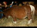 le salon du cheval
