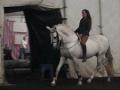 beau dressage avec ces beaux chevaux ib&eacute;riques