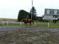 Ma nouvelle acquisition, Zippos Hot Jack, All around Gelding, Au...
