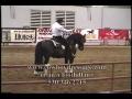 Western dressage