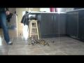 Tricks Training-Moogly, mon chaton Bengal de 8...