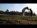 victoria et fripon-mes amours