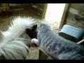chat qui brosse criniere de poney