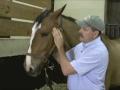 relaxation du cheval ! par massage