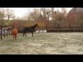 Sur cette vid&eacute;o on voit mieux mon cheval pour &eacute;valuer son poid.