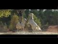 Gazelle le nouveau film de Jean-Fran&ccedil;ois Pignon,...