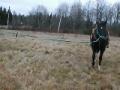 Dream travail a la longe, pratique le gallop, il...