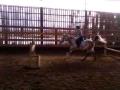 Gymnastique - Premi&egrave;re fois que mon poney saute...
