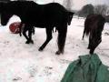 Mes chevaux Canadien au jeu