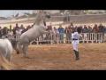 Caval'oc&eacute;ane 2014 Saint-Jean-De-Monts