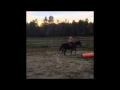 Changements de pieds en slalom pour la premi&egrave;re fois avec mon poney :)