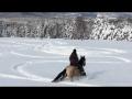 Gal&egrave;ro dans la neige