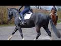 1e Comp&eacute;tition &Eacute;cole Dressage Initiation