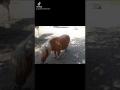 montage vid&eacute;o de chevaux