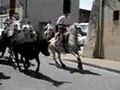 aaa la Camargue... avec les toros et les...