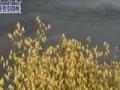 Montage des cultures que font les Entreprises Agricoles G.D. Beaux...