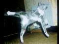 gags de chats