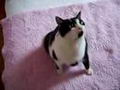 chat qui prie