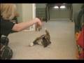 Ooonn !! Trop cutee ! La petite chienne est ag&eacute;...