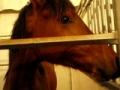 Future star ...poulain Cavalia