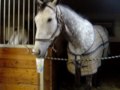 Euuuh. Vid&eacute;o assez cocasse de Baxter (cheval...