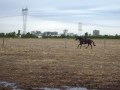 Mon cheval entrainement !