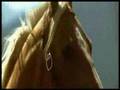 The Horse Whisperer - La prise de vue est...