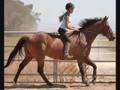 En M&eacute;moire D'une Cavali&egrave;re Hors-Pair