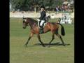 Les standardbred peuvent aussi