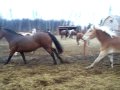 Les chevaux qui galoppent au package,non mais ils sont ti pas super...
