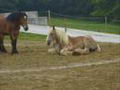 Ben Hur  Un magnifique Cheval Braban&ccedil;on au crin lav&eacute; Brave hongre de...
