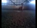 Magic au galop dans le man&egrave;ge. On excuseras la...
