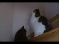 Une lumi&egrave;re attaquer! xD