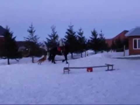 Mes débuts en saut avec mon cheval.. conseils ??