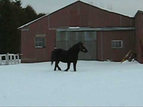 Black qui s'amuse dans la neige