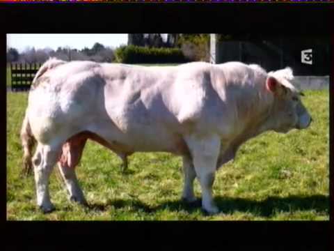 reportage sur une jument qui a adopt&eacute; un veau orphelin!Ben cute!