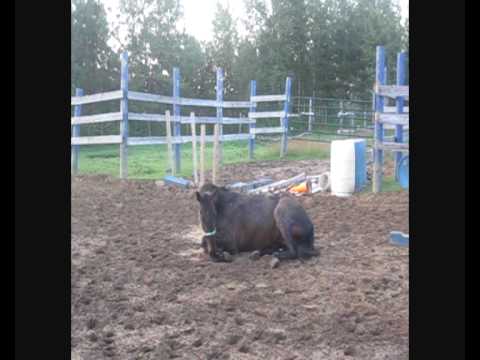 Gus qui se roule de facon traditionelle, habituellement il se roule des deux bords, reste coucher 10secs, se place en...