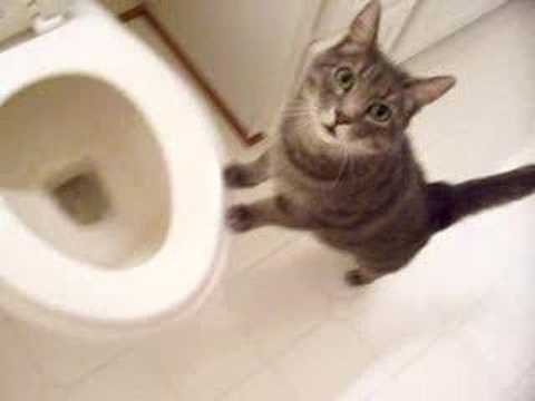 lol trop cute on dirai que quand il te regarde il se dit "oh mais ou est l'eau?