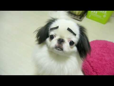 Un chien expressif ! lol