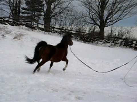 Calypso a la longe