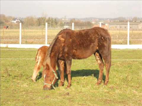 Voici Kyara et ca fille Kali mes 2 sauvées de boucherie arrivée en janvier et partie en bonne famille depuis 3 semaines...