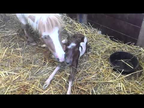 Naissance de Lovely Boy
