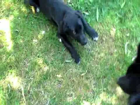Arrivé d'Athena chiot 3 mois croisé labrador border collie dans la famille!