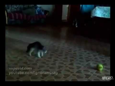un chat ce fait peur avec une belle XD